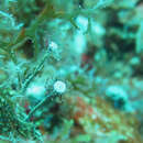 Image of Ralpharia Watson 1980