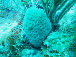 Image of Double blue tunicates