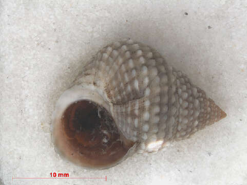 Image de Orthogastropoda