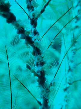 Image of Hydrozoanthidae Sinniger, Reimer & Pawlowski 2010