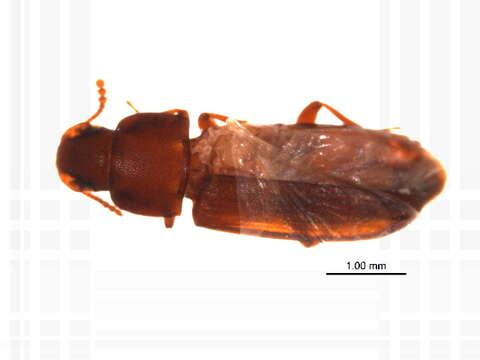 Image of Tribolium subgen. Tribolium MacLeay 1825