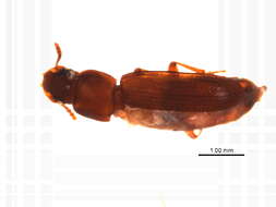 Image of Tribolium subgen. Tribolium MacLeay 1825