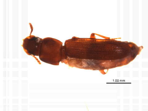 Image of Tribolium subgen. Tribolium MacLeay 1825