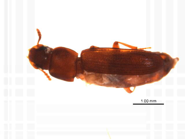 Image of Tribolium subgen. Tribolium MacLeay 1825