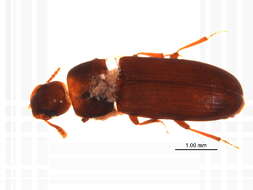 Image of Tribolium subgen. Tribolium MacLeay 1825