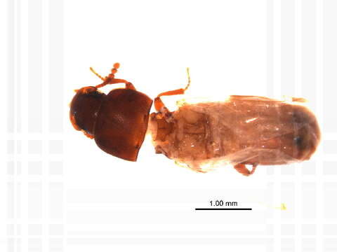 Image of Tribolium subgen. Tribolium MacLeay 1825