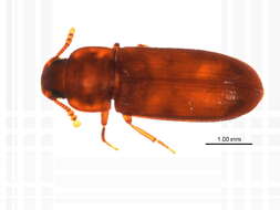 Image of Tribolium subgen. Tribolium MacLeay 1825