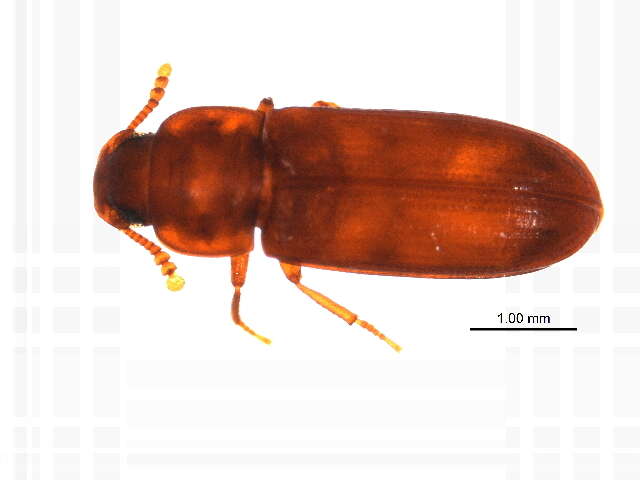 Image of Tribolium subgen. Tribolium MacLeay 1825