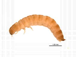 Image of Confused flour beetle