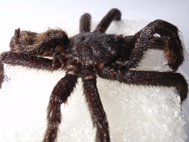 Image of tarantulas