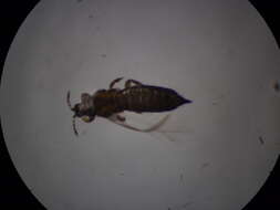 Plancia ëd Microcephalothrips abdominalis (Crawford DL 1910)