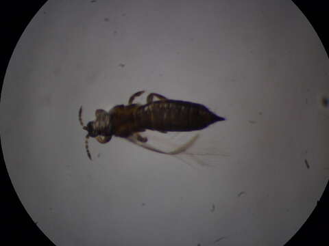 Plancia ëd Microcephalothrips