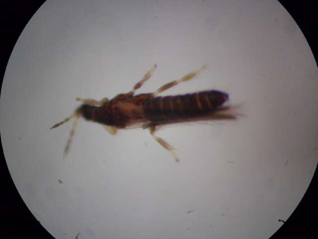 Image of Taeniothrips major Bagnall 1916