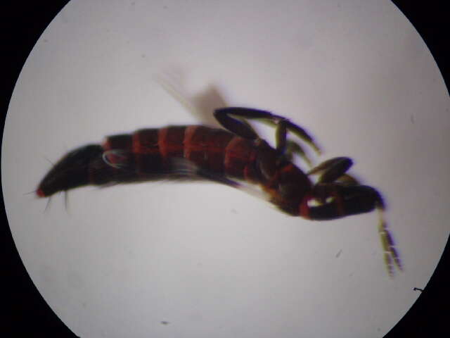 Image of Aeolothrips intermedius Bagnall 1934