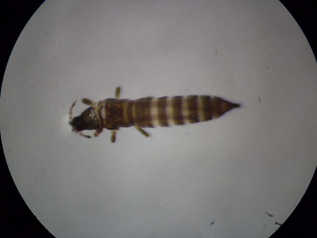 Plancia ëd Microcephalothrips abdominalis (Crawford DL 1910)