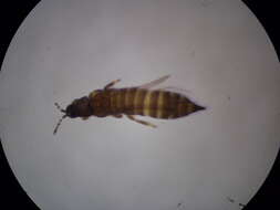 Plancia ëd Microcephalothrips abdominalis (Crawford DL 1910)