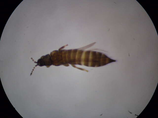 Plancia ëd Microcephalothrips abdominalis (Crawford DL 1910)