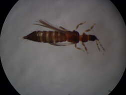 Image of Taeniothrips major Bagnall 1916