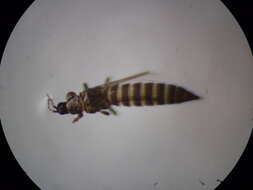 Plancia ëd Microcephalothrips abdominalis (Crawford DL 1910)