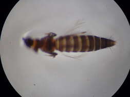 Image of Megalurothrips usitatus (Bagnall 1913)