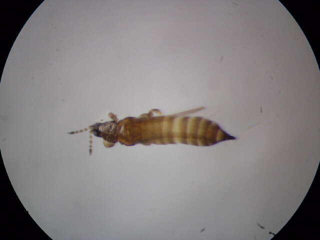 Plancia ëd Microcephalothrips abdominalis (Crawford DL 1910)