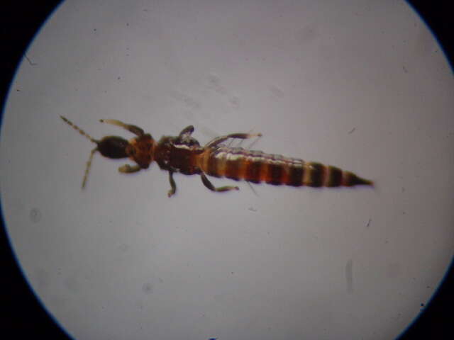 <i>Haplothrips ciliatus</i> resmi