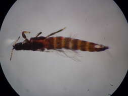 Image of <i>Haplothrips ciliatus</i>