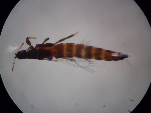 <i>Haplothrips ciliatus</i> resmi