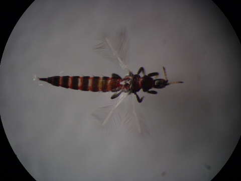 Haplothrips (Haplothrips) andresi Priesner 1931 resmi