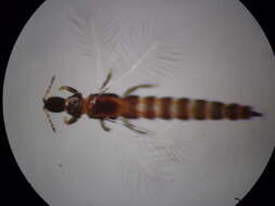 Image of <i>Haplothrips ciliatus</i>