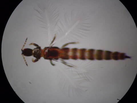 <i>Haplothrips ciliatus</i> resmi