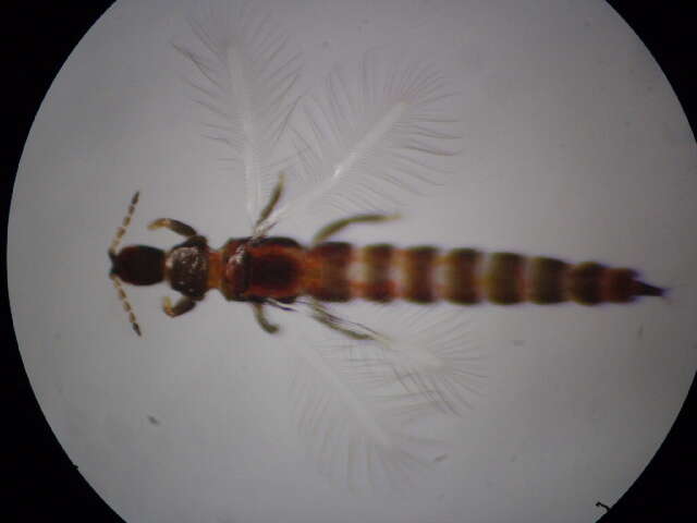 Image of <i>Haplothrips ciliatus</i>