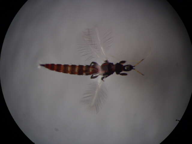 Слика од Haplothrips (Haplothrips) tenuipennis Bagnall 1918