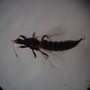 Image of <i>Haplothrips stylatus</i>