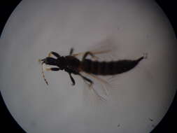 <i>Haplothrips stylatus</i> resmi