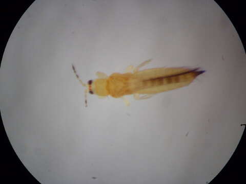 Image of Thrips coloratus Schmutz 1913