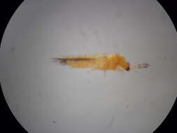 Image of Thrips coloratus Schmutz 1913