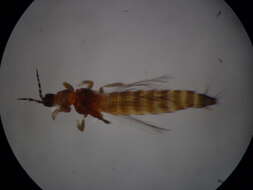 Image of Megalurothrips