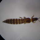 Image of Thrips decens Palmer 1992