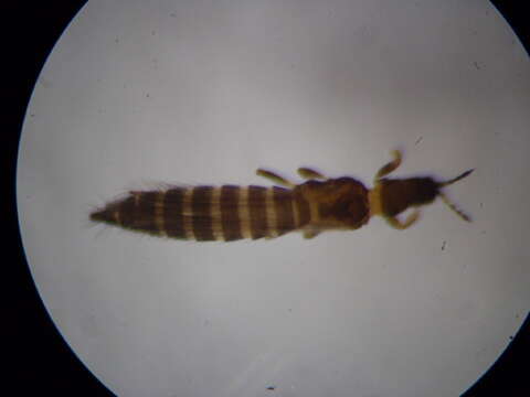 صورة Thrips decens Palmer 1992