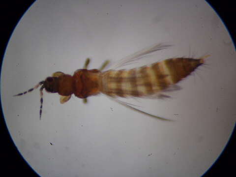 Image of Megalurothrips usitatus (Bagnall 1913)