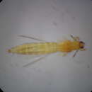 صورة Thrips flavidulus (Bagnall 1923)