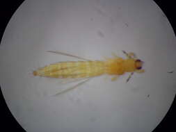 صورة Thrips flavidulus (Bagnall 1923)