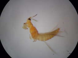 صورة Thrips flavidulus (Bagnall 1923)