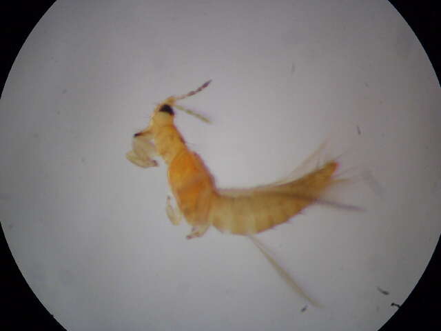 صورة Thrips flavidulus (Bagnall 1923)