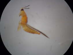 صورة Thrips flavidulus (Bagnall 1923)