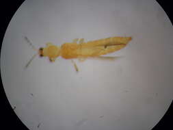Image of common thrips