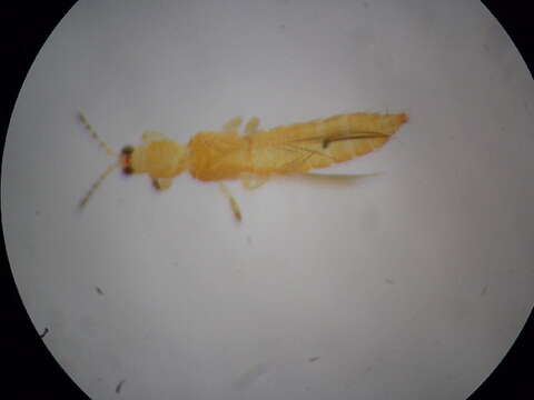 Image of Thrips