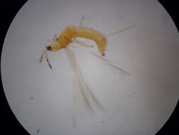 صورة Thrips flavidulus (Bagnall 1923)