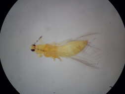 صورة Thrips flavidulus (Bagnall 1923)